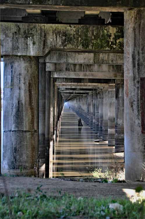 bridge pilings